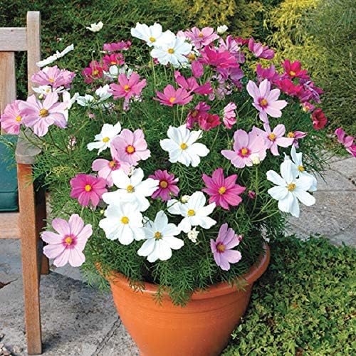 Splendour Seeds - Cosmos Mix flower seeds