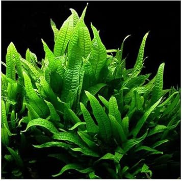 Microsorium Pteropus Sp S Saks  Canl  Bitki