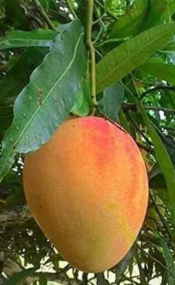 See full amazon price history chart for Ratnagiri Alphonso Healthy Mango Fruit Live Plant & Tree For Home Garden Alphonso Grafted Mango Plant (Hybrid, Pack Of 1) Ratnagiri Alphonso Healthy Mango Fruit Live Plant & Tree For Home Garden Alphonso Grafted Mango Plant (Hybrid, Pack Of 1) (B0CTWXP6ZL) Amazon Price History, Amazon Price Tracker