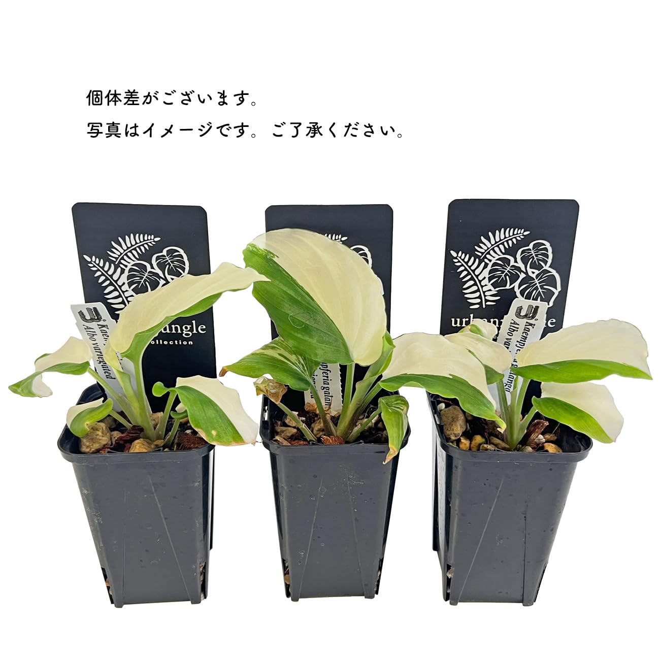 Amazon｜ケンフェリア ガランガ アルボ バリエガータ 白斑 2.5号