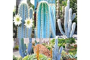 200 Blue Brazilian Pilosocereus Cactus Seed Mix