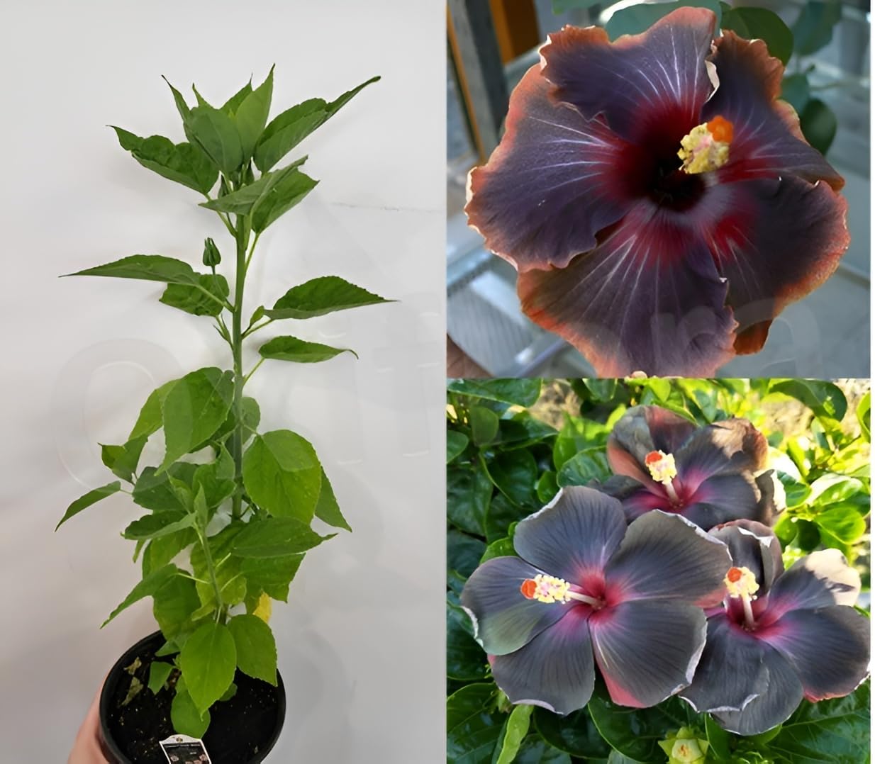 Zeenixmax Plants Delhi Ncr Plant Exotic Beautiful Australian Black