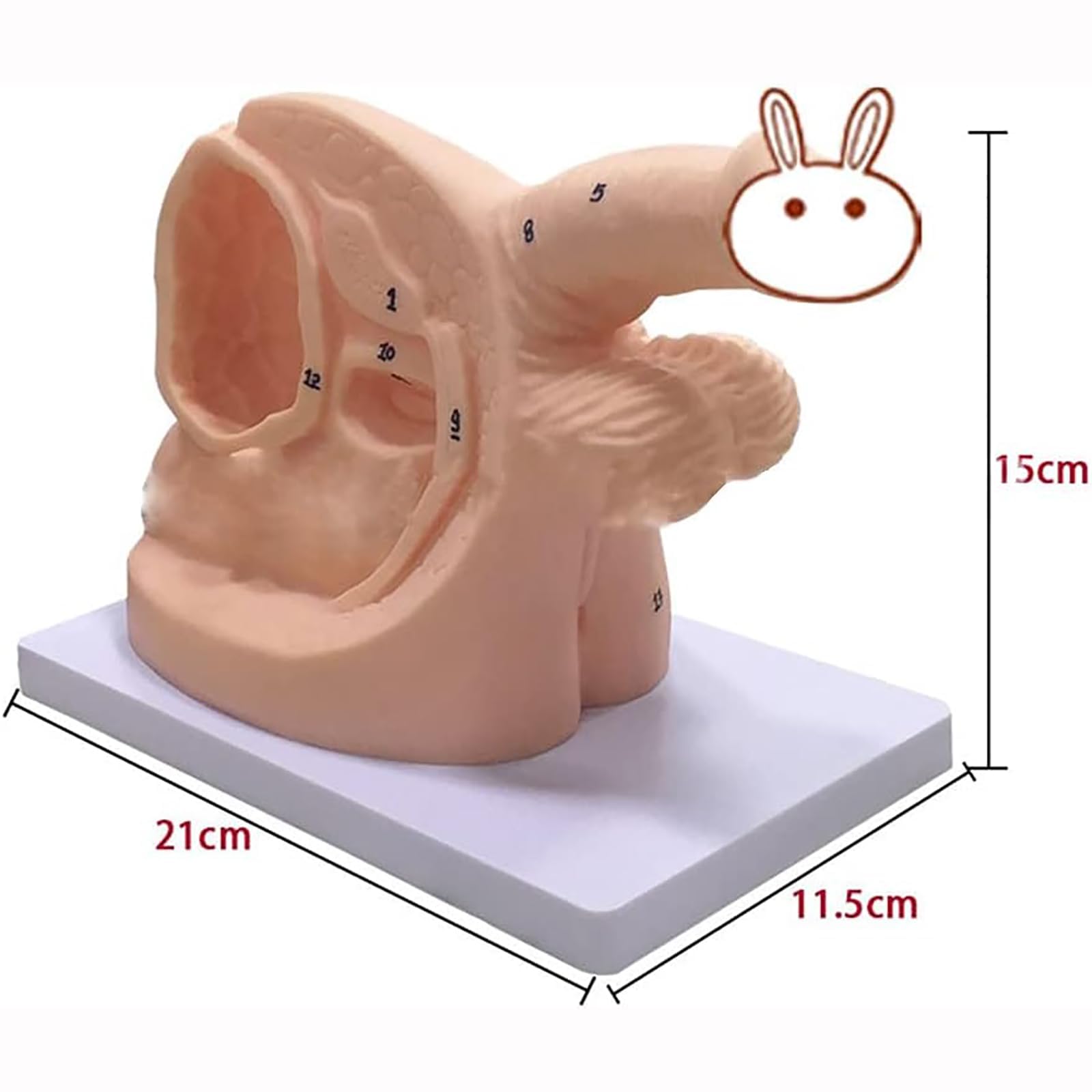 Modèle de cathétérisme Anatomique, modèle de cathétérisme Masculin et féminin, modèle d'anatomie génitale Interne et Externe et modèle éducatif de Moule de cathéter urinaire