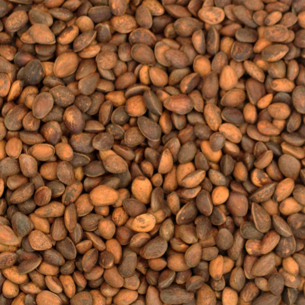 Northern Parrots Cedar Nuts Delicious Parrot Treats 200g Pack