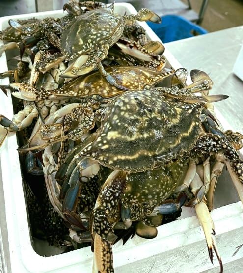 函館噴火湾ワタリガニ×10【メス】 Amazon.co.jp: 函館 噴火湾産 ワタリガニ 内子入りメス 1㎏ : 食品