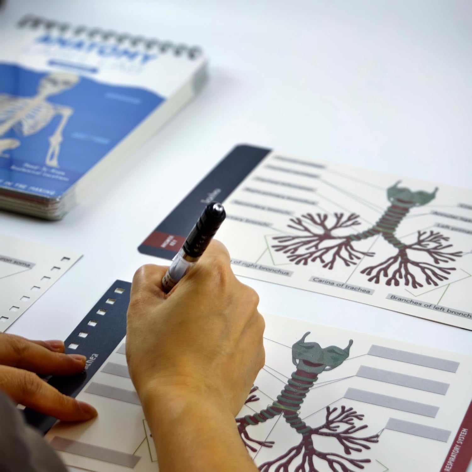 HHJTXWD 93+ Full-Color Dry-Erase Pages, Interactive Anatomy Illustrations, Creative Human Anatomy Busy Book, Full-Color Dry-Erase Pages, Creative Educational Busy Book for Learning Enthusiasts