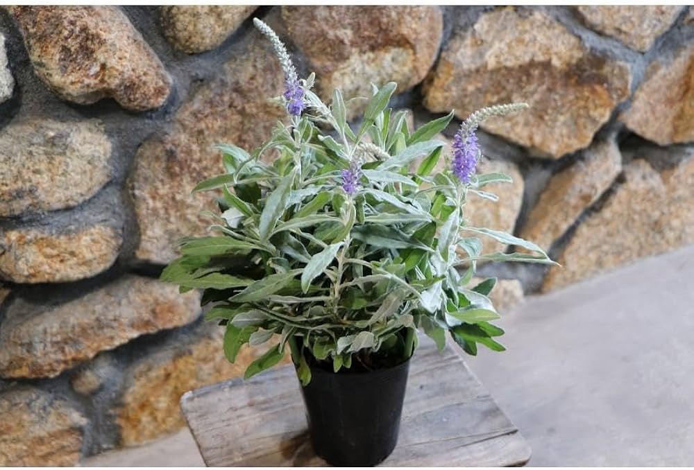 Amazon.co.jp: ベロニカ トウテイラン 3.5号ロングポット苗 1株販売 庭