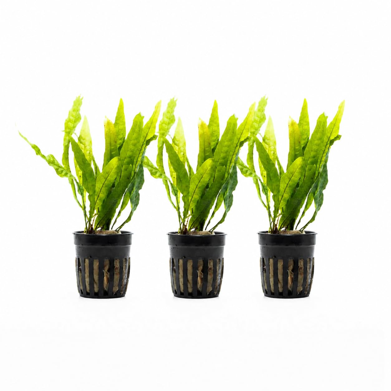 AquaBreedingSkill Set de 3 Microsorium pteropus plantes d’aquarium vivante pour eau douce, plante verte décorative pour aquarium, idéale pour poissons et crevettes – avec passeport phyto (Java 3 pcs)