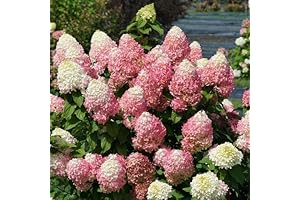 Enliven Gardens with a Burst of Vanilla Strawberry: Quick Fire Fab Hydrangea Tree