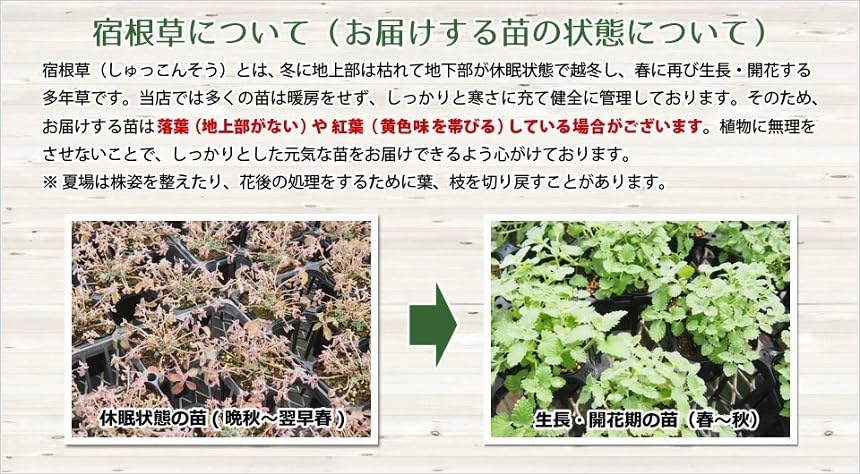 Amazon.co.jp: 【宿根草】 ミューレンベルギア カピラリス （ピンク