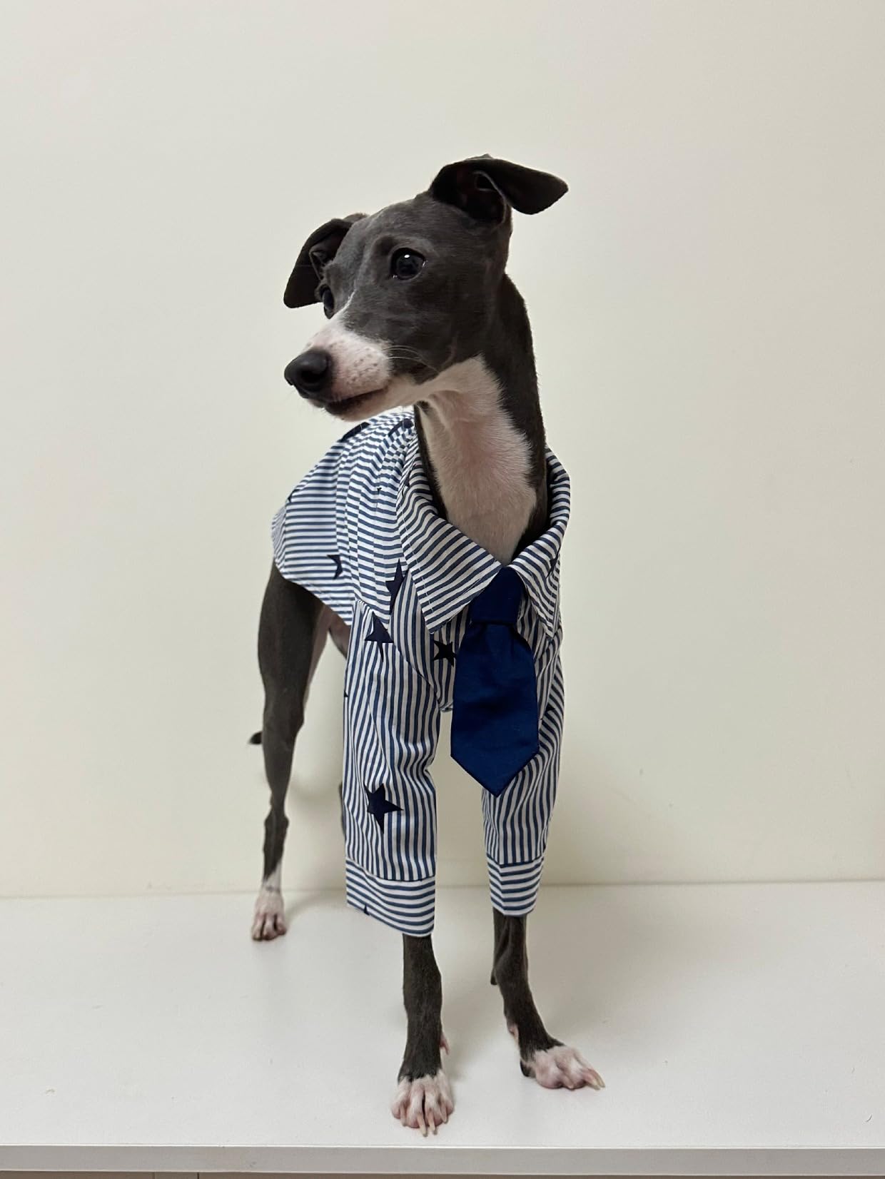 Amazon | PP&DD イタグレ犬服 全体重フィット 綿100% ネクタイシャツ型