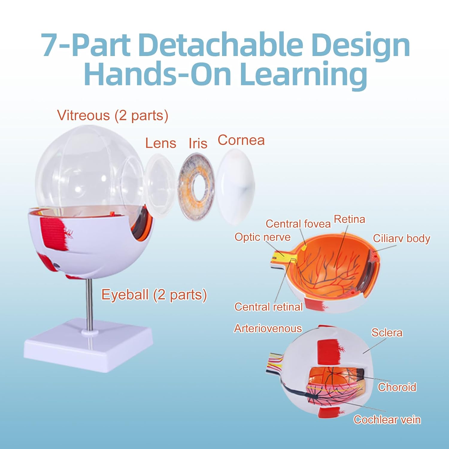 Human Eye Anatomy Model 6X Enlarged Eye Model Detachable Eyeball Model with Stand for Medical Teaching & Science Education