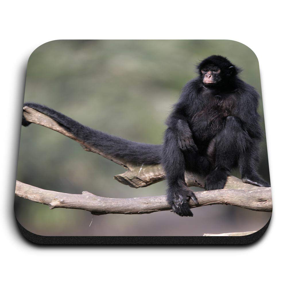 Destination Vinyl Ltd Multicolor 1 X Square Mdf Fridge Magnet - Black Faced Spider Monkey 16398
