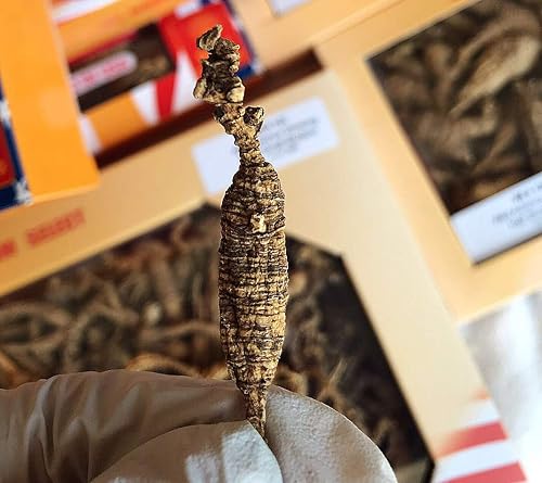 Miniatura 4 de 8OZ8.01 ozBox American Wild Ginseng 1520 Years, Wisconsin Whole Ginseng Root Hand-Selected Cultivated American Wisconsin Ginseng WI 131#