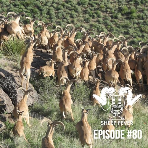 EP80 Aoudad in Texas – A Trophy or Scourge?