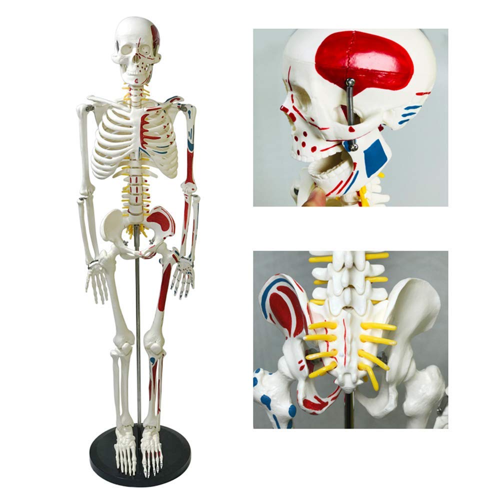 Buy Human body anatomical model, anatomical skeleton, human skeleton to