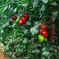 Vista 7 de Semillas de tomate Roma (50 semillas)