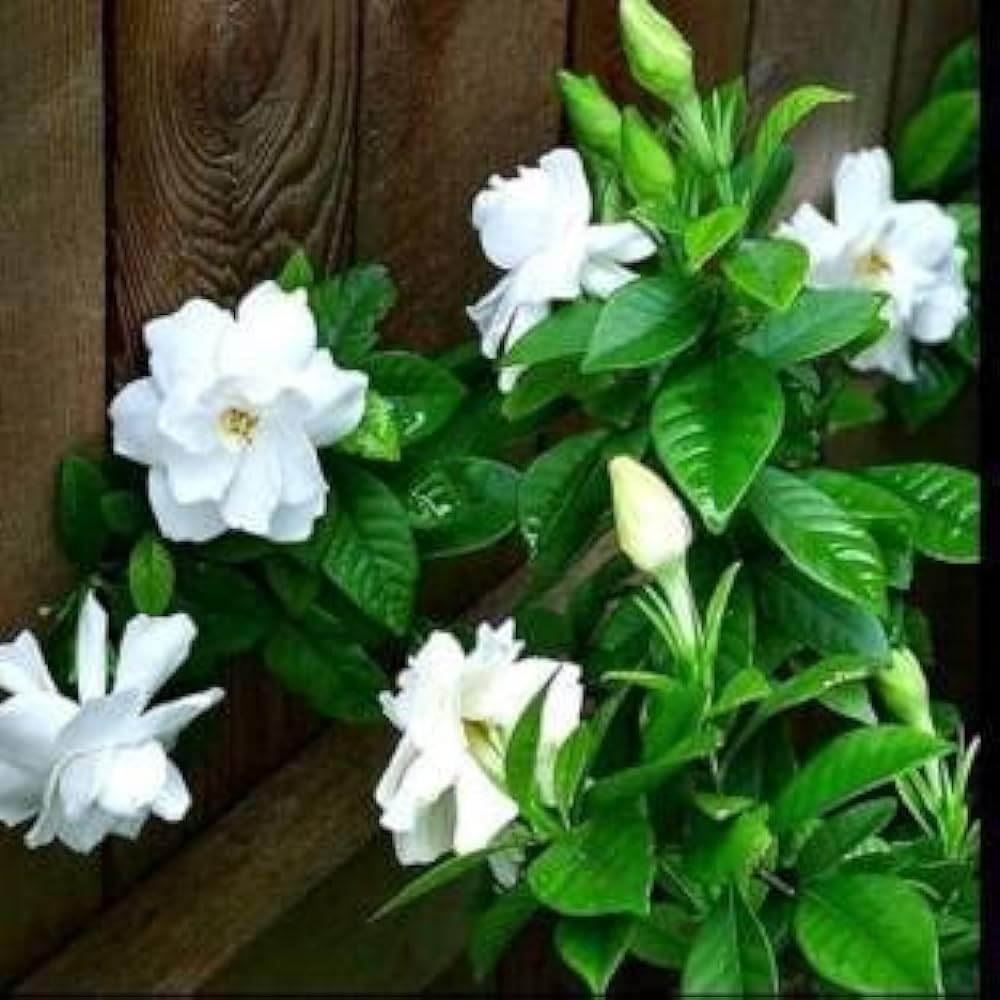2 GONDHORAJ FLOWER PLANT OUTDOOR GARDEN LIVE HEALTHY WHITE JASMINE GOOD LUCK (PODA) HYBRID SMALL GROW BAG POT (B0CZ4K92GT) Amazon Price History, Amazon Price Tracker