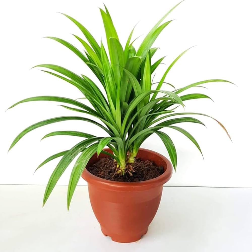 Biryani leaf live plant | Rambha live plant | Basmati Leaf Plant |Pandanus Amaryllifolius | Annapurna plant | Healthy plant || Without pot, pack of 1 ||-image-40