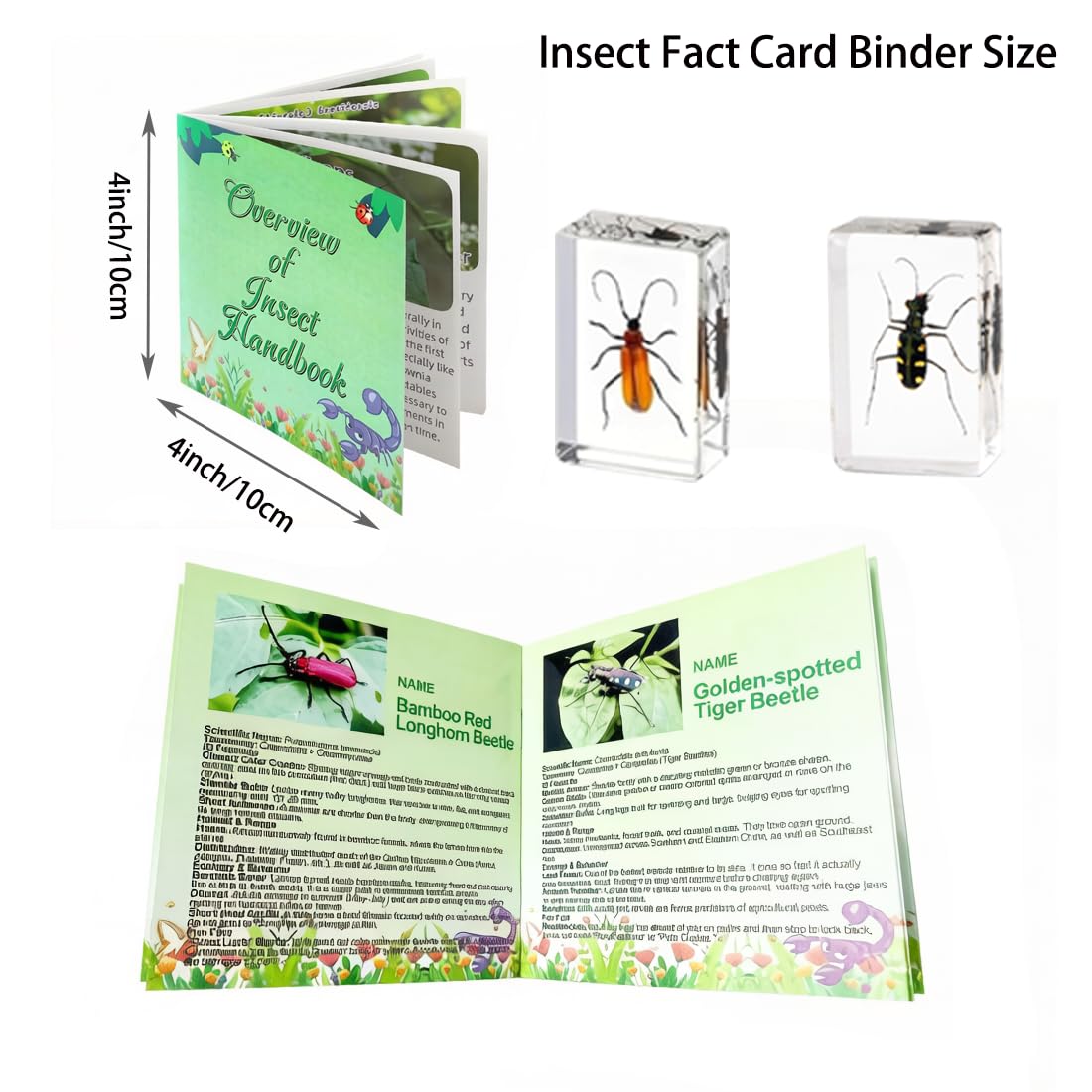 20 Piezas de Insectos Preservados en Resina - Colección de Especímenes para Pisapapeles Transparente - Varios Especímenes Reales