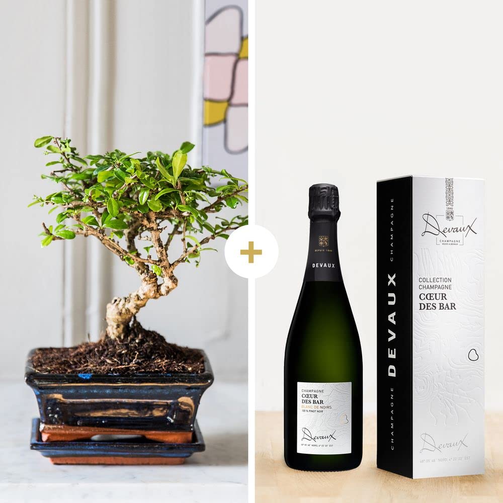 Fleurs et Délices - Bonsai et son champagne - Plante d'intérieur - Décoration d'intérieur - Cadeau anniversaire à Offrir - Fabrication Française Artisanale de Qualité