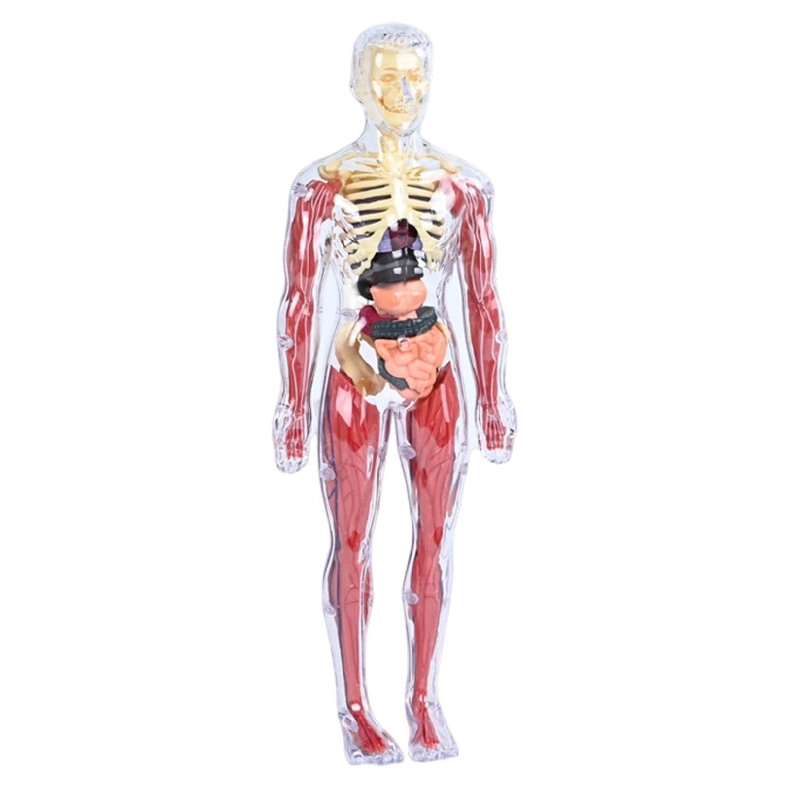 Xiaoxu Anatomy Model - 28.5x10cm Human Body Model