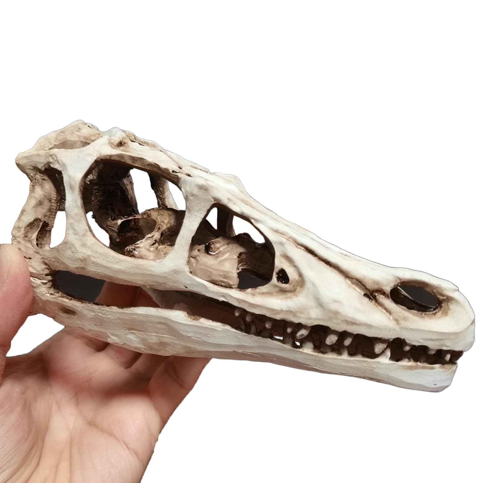 Realistisches Dinosaurier-Schädel-Velociraptor-Skelettmodell für Dinosaurier-Fossil-Dekoration,Braun,17cm