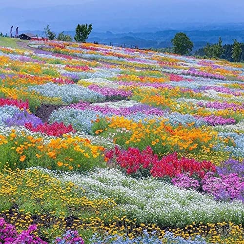 2000Pcs Creeping Thyme Seeds For Planting Outdoors Beautiful Ground Cover Plants #TOP6