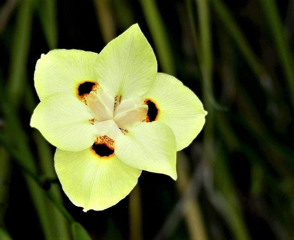 African Iris Yellow | 1 Large Trade Gallon Size Plant | Dietes Vegeta | Low Maintenance Drought Tolerant Groundcover Grass