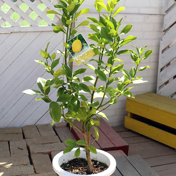 Amazon.co.jp: トゲなしレモン 8号鉢植え 接ぎ木苗 大苗 : DIY・工具