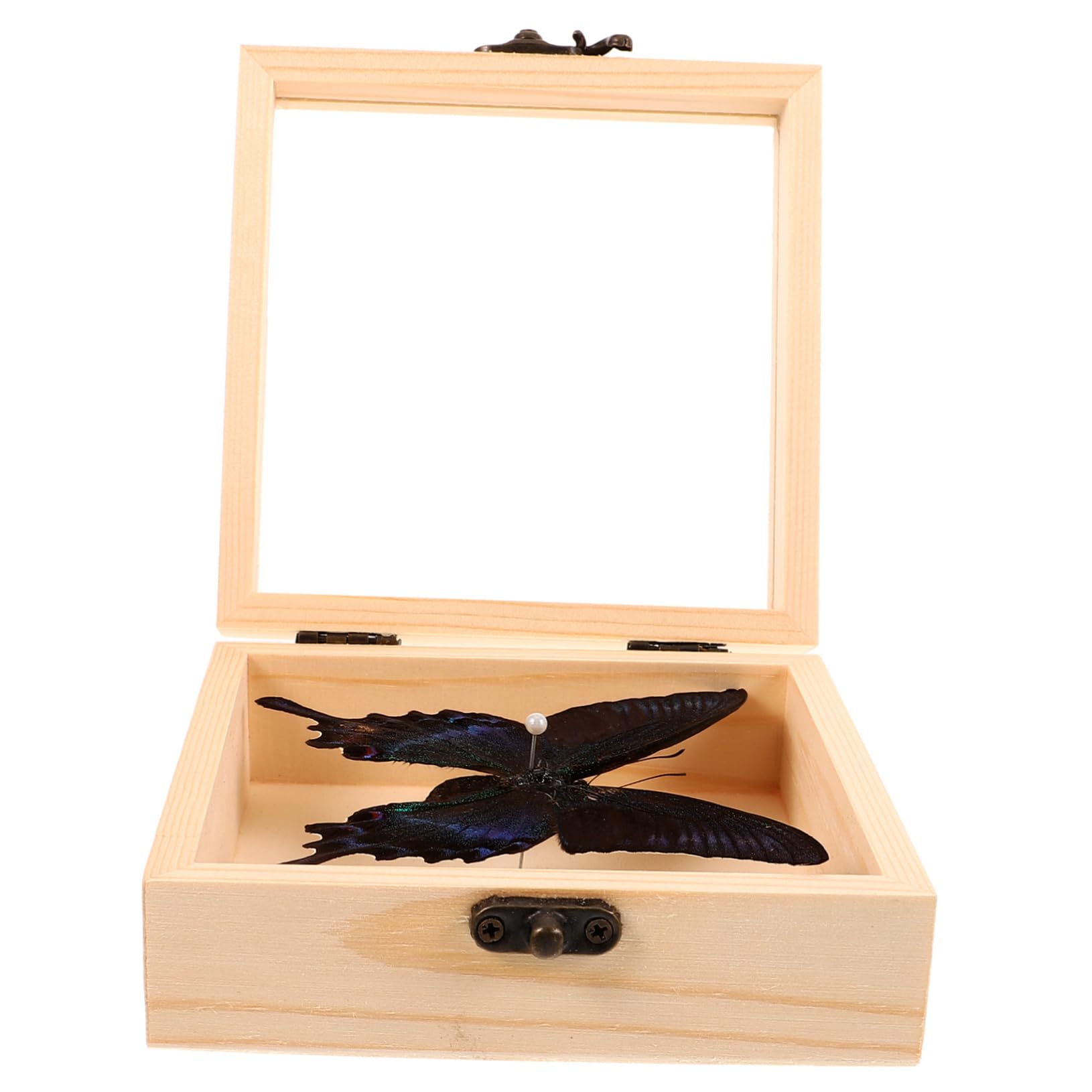 ERINGOGO Decorative Butterfly Specimen Insect Specimen Art Office Specimen Educational Display