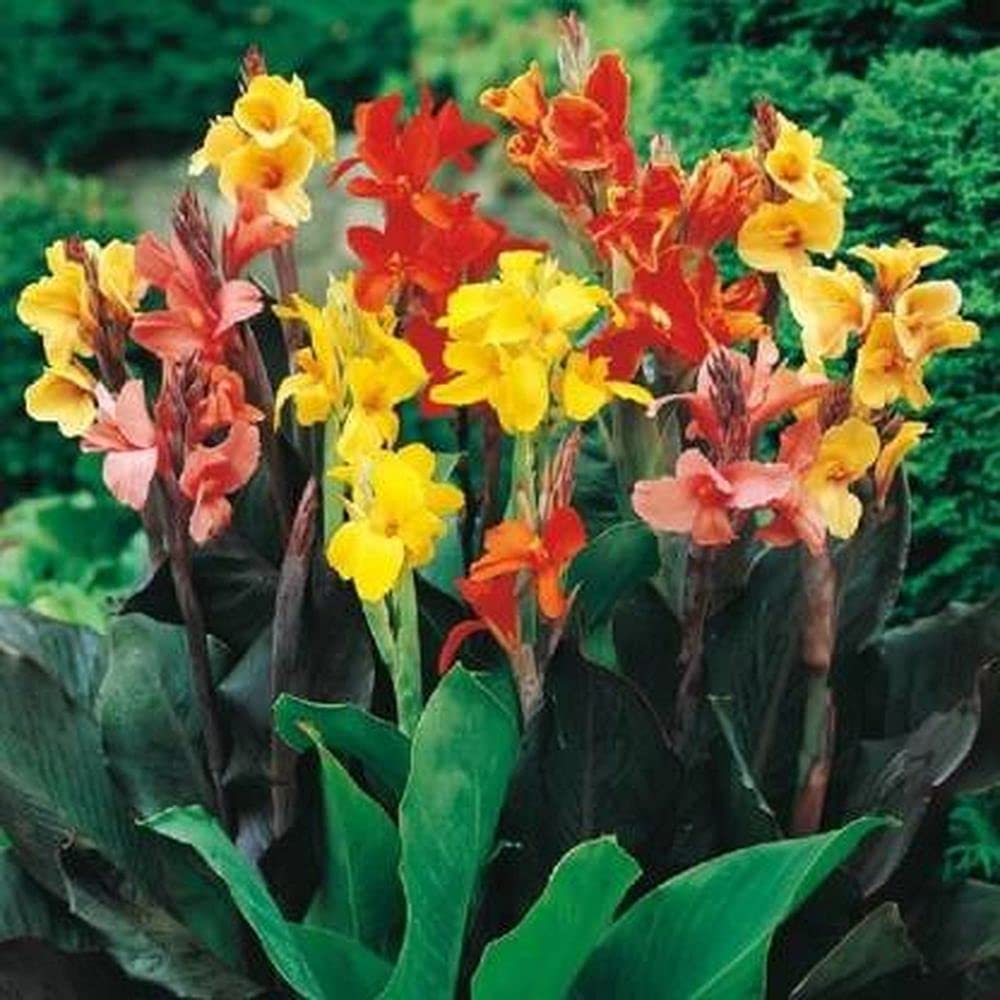 Live Green Flower Bulbs Canna Lily 35 Exotic Flower Bulbs For All