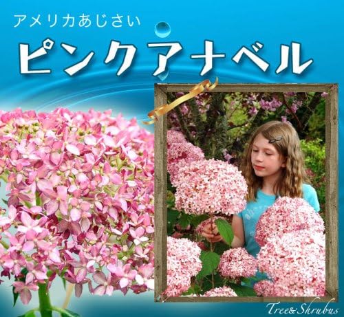 Amazon あじさい 苗 ピンクアナベル アメリカあじさい 3 5号ポット苗 アジサイ 庭木 落葉樹 低木 花