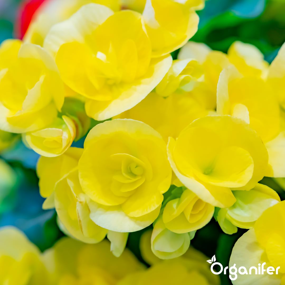 Begonien Flüssigdünger - 3x1L - NPK 2-1-8 | Flüssig-Pflanzendünger Für Üppige Blätter & Leuchtende Blüten - Fördert Wurzeln & Vitalität - Organifer