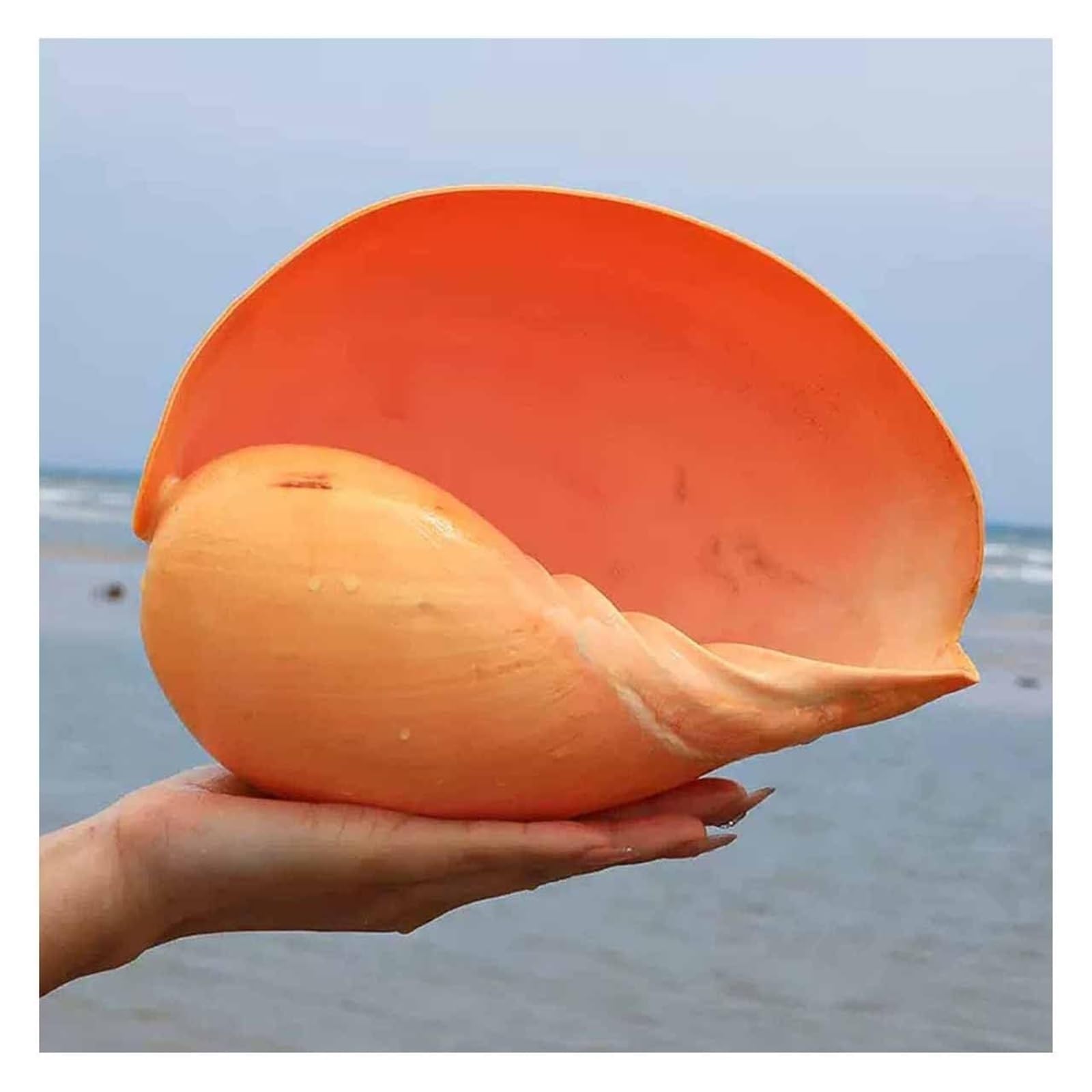 YKMYXZ shells， 8-13Cm for Decoration And DIY Crafts(12~13cm)