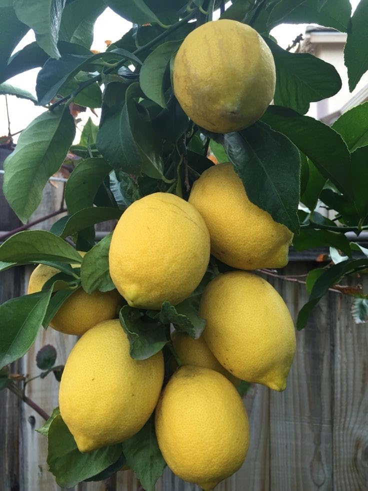 Image of GreenWorld Special All Time Big Size Kolkata Pati Lemon /Nimboo (GRAFTED /Guti Kolom) Live Plant,Healthy & Air Layered Plant,''Fruit After 3 to 6 Month''