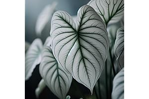 Premium 6 Snow White Caladium Elephant Ear Bulbs for Planting - Perennial Hosta, Fancy
