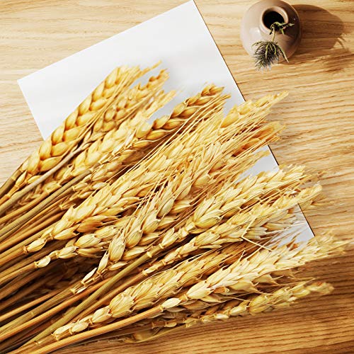 Uieke WHEAT GRASS-300PCS 17.7 Inches Dried Wheat Stalks, 300 Stems Dried Flowers 100% Natural Wheat thumb #4