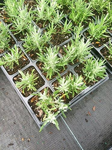 4 Grosso Lavender/Lavandin Lavandula X Intermedia/Fat Spike in 4 Inch Pots