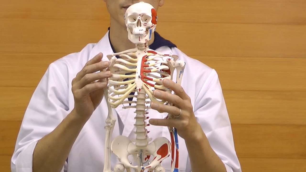 小型全身骨格模型 ショーティー・1/2縮尺型全身骨格モデル　筋・起始停止色表示 ショーティー」1/2縮尺型全身骨格モデル、筋・起始/停止色表示型、吊り