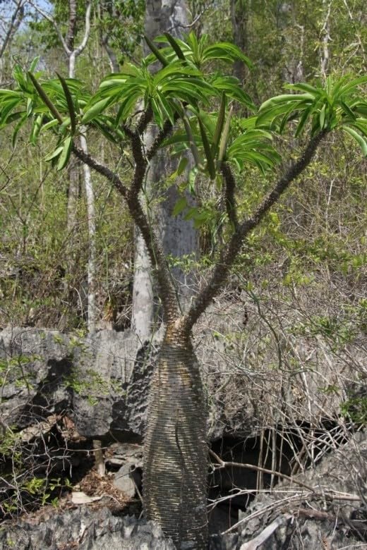 Amazon.co.jp: Pachypodium menabeum パキポディウム メナベウム