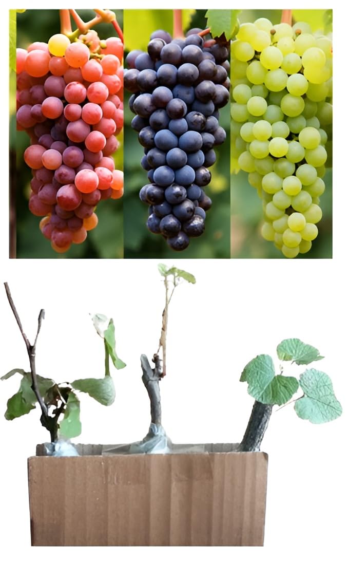Green view Combo 3 Sweet Seedless Green|Black Round Shape| Red Thompson Seedless grape Angoor Fruit Healthy Delicious Fruit Plant for Home and Terrace Garden with Pot[Pack of 3] (B0CYLJ8P3T) Amazon Price History, Amazon Price Tracker
