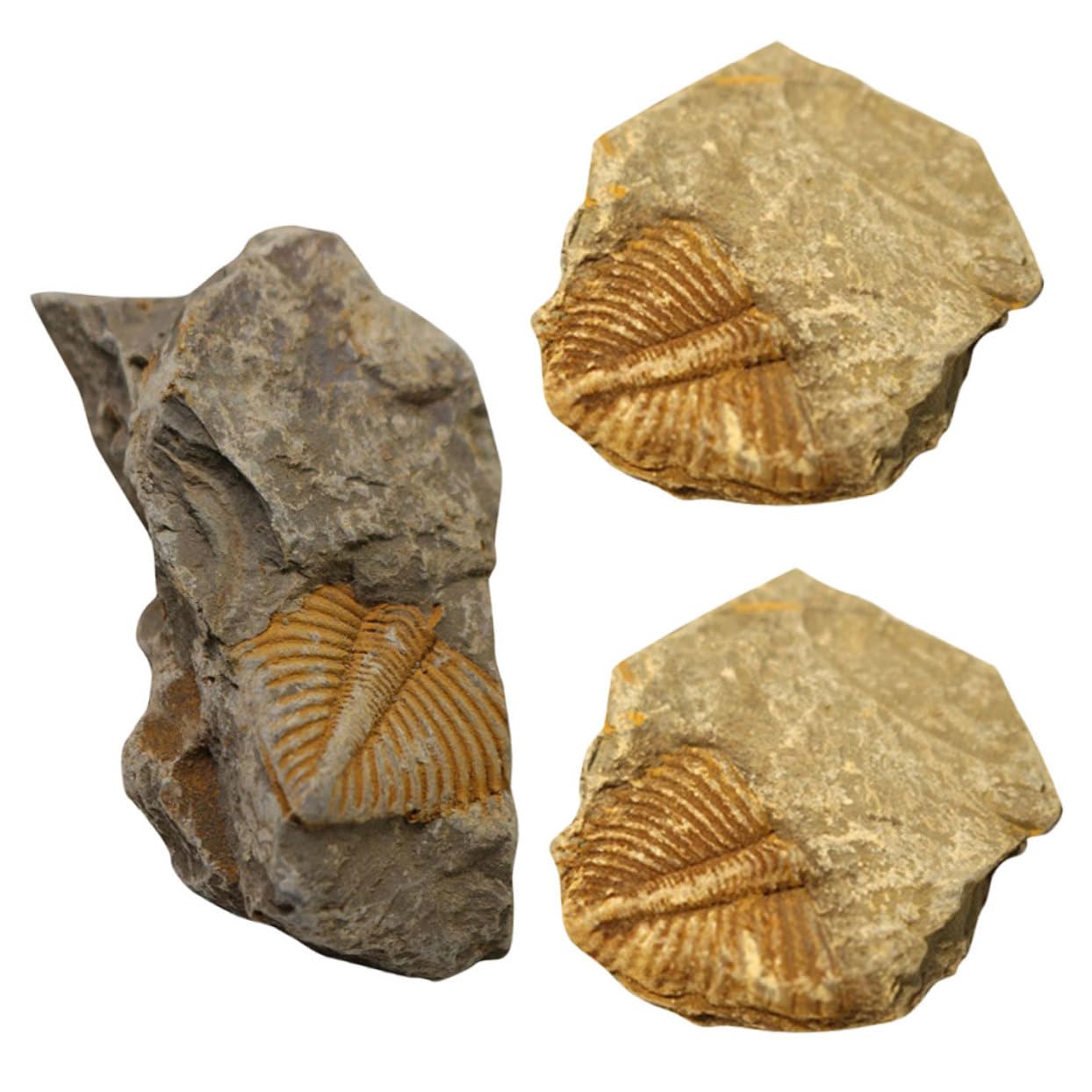 Hohopeti Specimens for Boys and Girls 3pcs Trilobite Tail Rocks Kit Real Trilobite Dinosaur Ornament