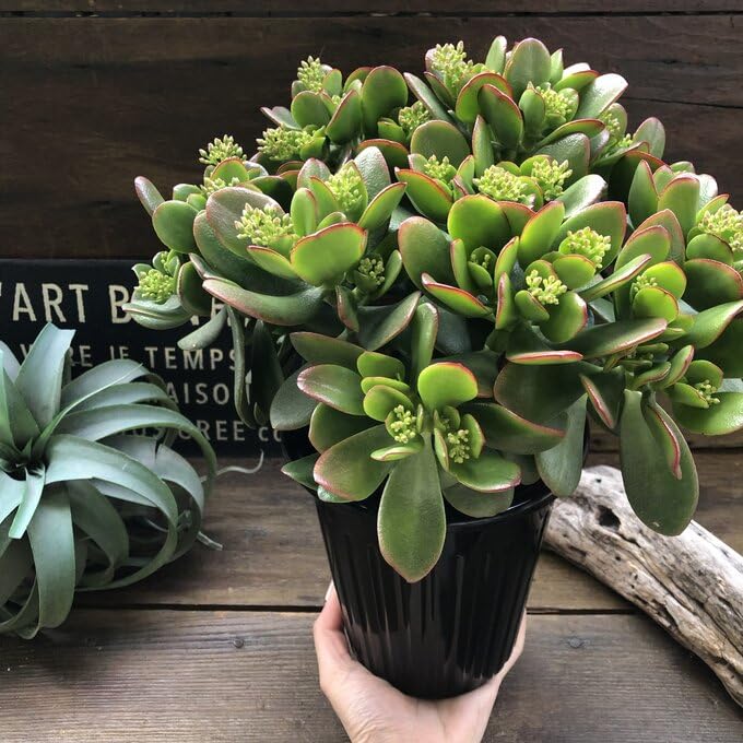 Amazon｜【金のなる木 5号】花月 多肉植物 観葉植物 成金草 金運アップ