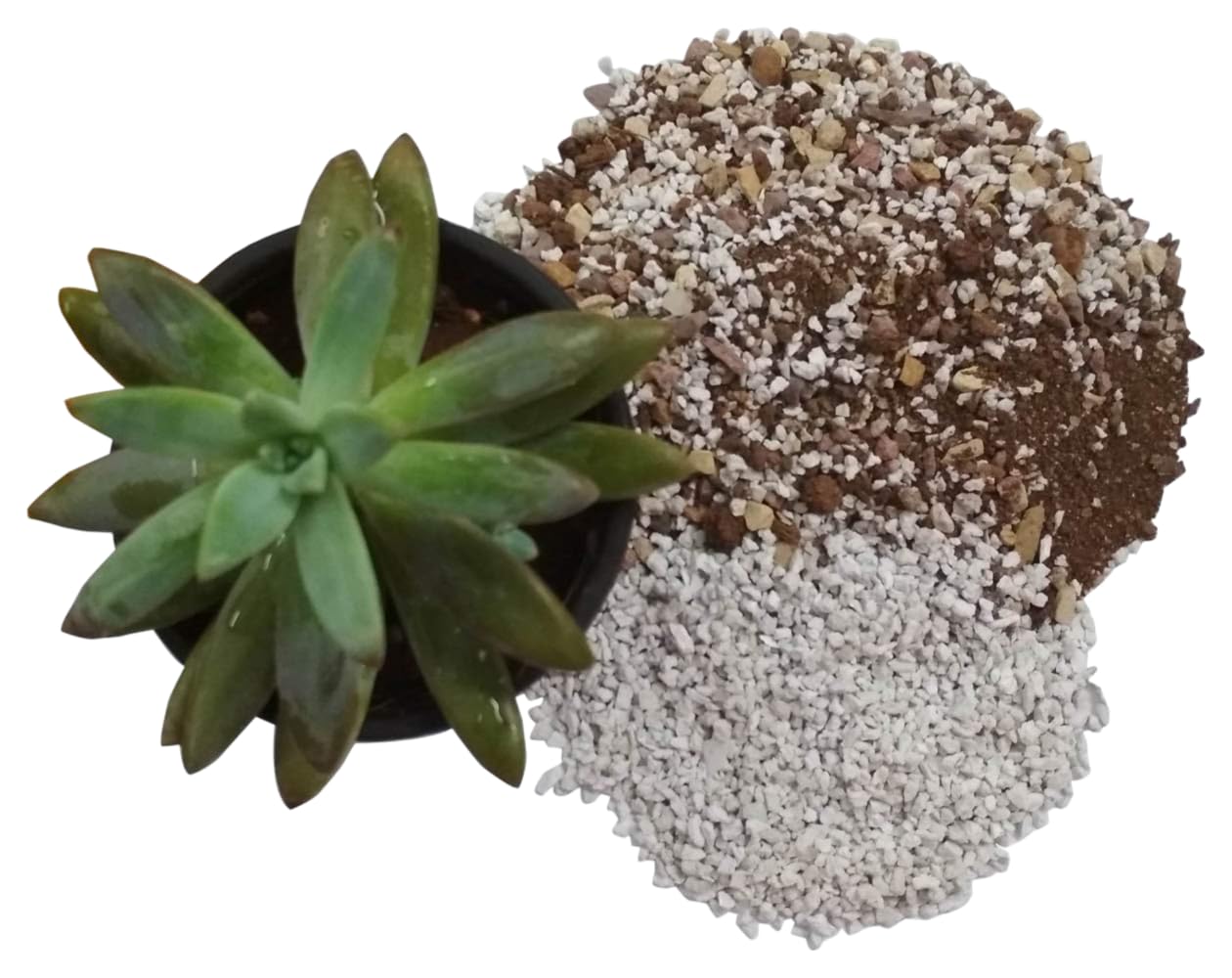 See full amazon price history chart for ROOTS OF LIFE® Pumice Stone 1 mm to 2 mm to Amend Soil for Succulents,Cactus and Bonsai - 750 GMS ROOTS OF LIFE® Pumice Stone 1 mm to 2 mm to Amend Soil for Succulents,Cactus and Bonsai - 750 GMS (B0D9LTT3FY) Amazon Price History, Amazon Price Tracker