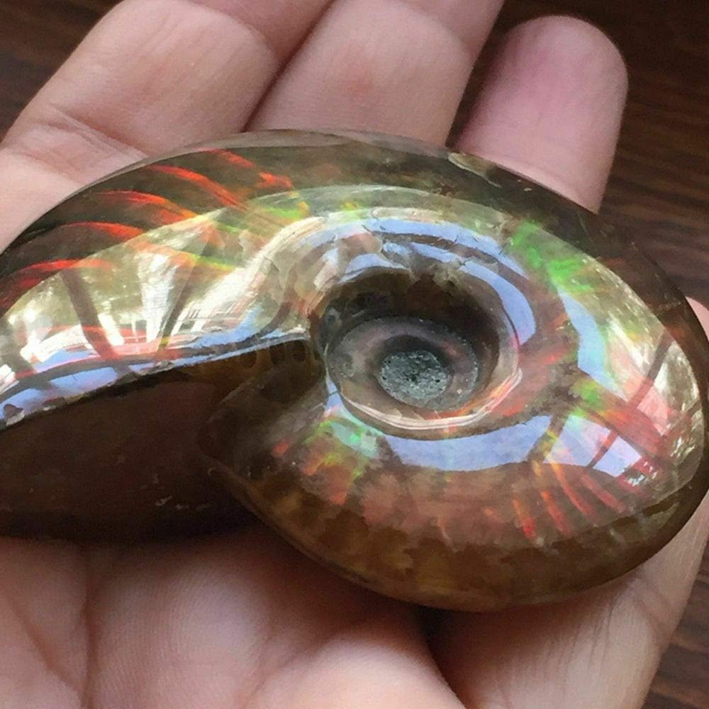 MEEDEENew Natural Iridescent Ammonite Ammolite Facet Specimen Fossil Madagascar 35MM