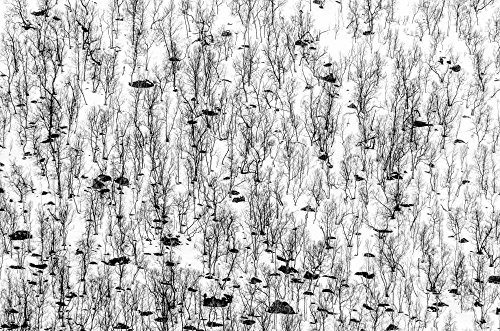 Kunst für Alle Impresión artística/Póster: Hilde Ghesquiere Little Trees - Impresión, Foto, póster artístico, 100x65 cm