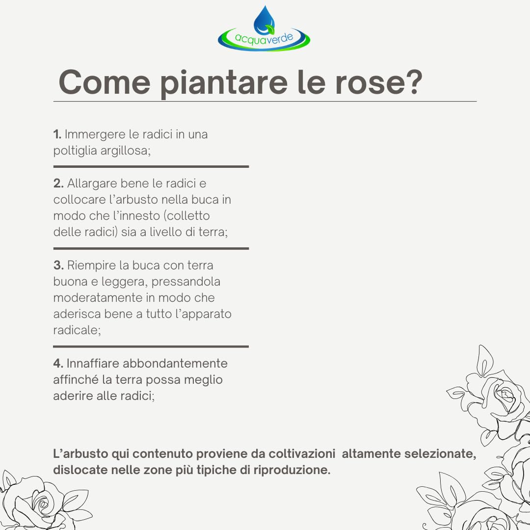 acquaverde | Rosa Nera in Zolla 40 cm, Pianta Perenne a Radice Nuda per Giardino e Vaso, Rose Resistenti, Profumate e Facili da Coltivare