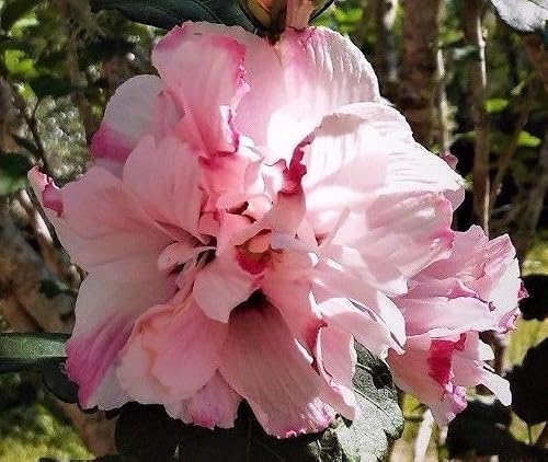 DESBEBE Double Rose of Sharon Pink Plant