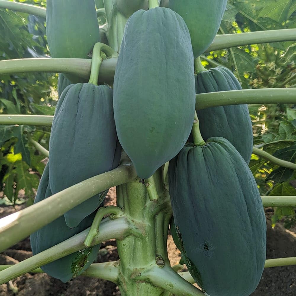 Emi様専用)青パパイヤ ※訳あり※ 24キロ 奄美群島産 【公式通販】